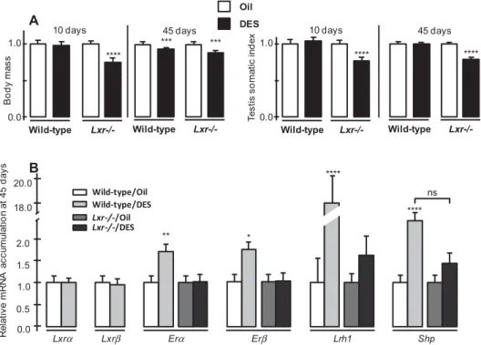 Fig. 1. Effects of neonatal DES treatment on body mass, testis somatic index and nuclear receptors mRNA accumulation
