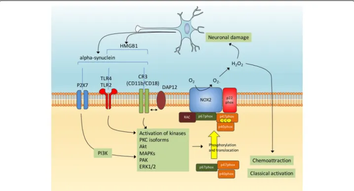 Fig. 3 Alpha-synuclein and microglial Nox2 activation. The activation of microglia by alpha-synuclein can implicate several cell surface receptors such as P2X7, TLR2/4 and CR3 and subsequent activations of several kinases such as PKC, Akt, MAPKs, PAK and E
