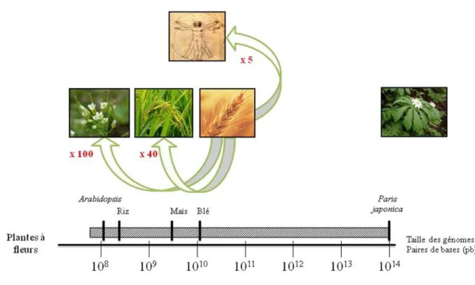 Figure 4 : Variabilité des tailles de génome des plantes à fleurs. 
