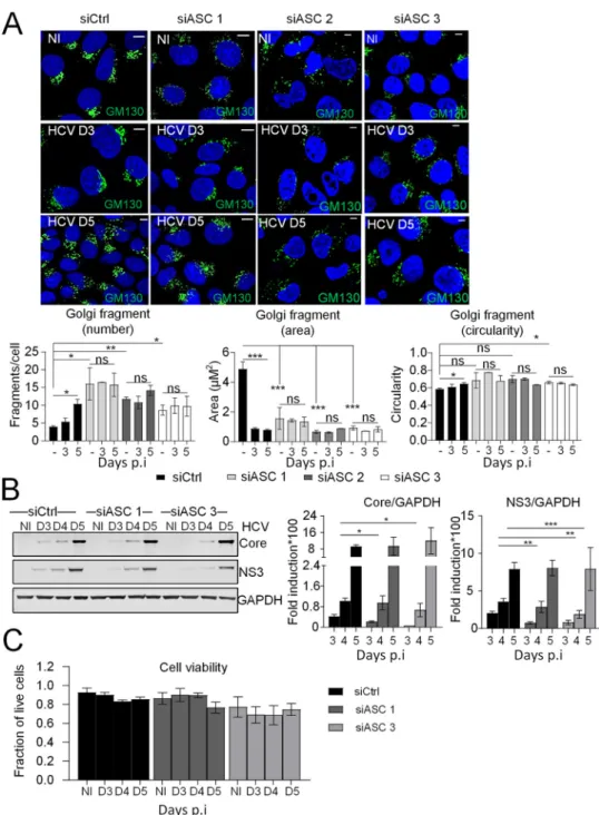 FIG 6 ASC is involved in the control of the Golgi structure. (A) Huh7 cells were transfected with three different siRNAs against ASC and control siRNA prior to infection or not with HCV for 3 and 5 days