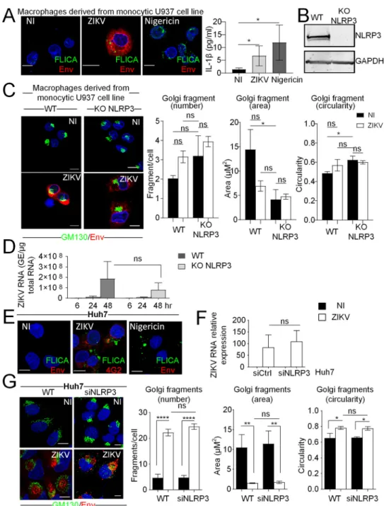 FIG 11 Golgi fragmentation occurs independently of NLRP3 in infection with Zika virus