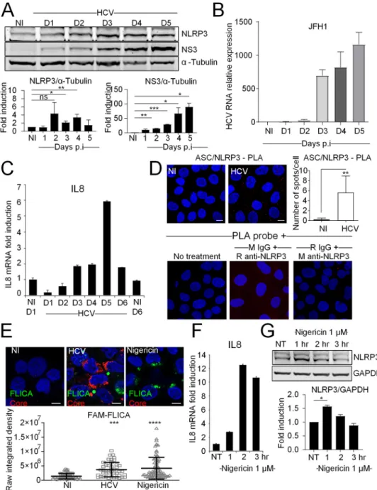 FIG 1 HCV infection induces NLRP3 in ﬂ ammasome components. (A) The kinetics of expression of NLRP3 and HCV NS3 protein in uninfected (NI) and HCV-infected Huh7 cells were examined by immunoblotting