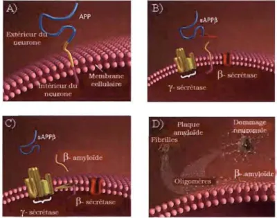 Figure  1.3  Le  métabolisme du peptide amyloïde. 