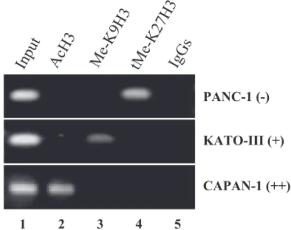 Figure 4. Role of chromatin modifier enzymes (DNMT1, DNMT3A, DNMT3B, HDAC1, HDAC2, and HDAC3) on the endogenous expression of MUC4