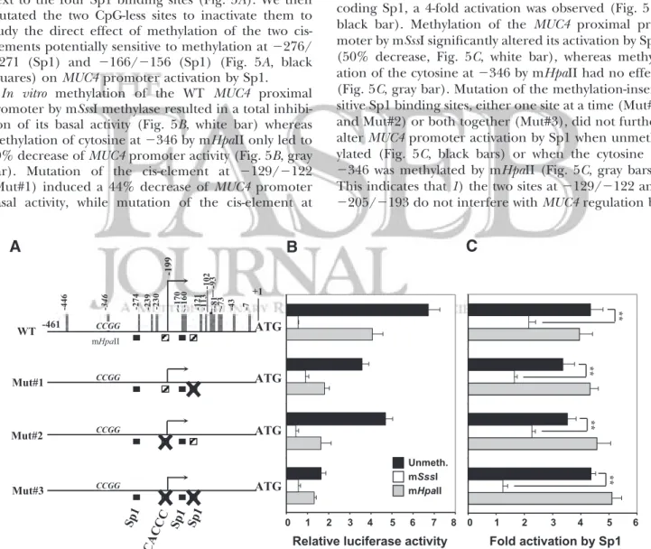 Figure 5. Influence of methylation on MUC4 promoter basal activity and regulation by Sp1