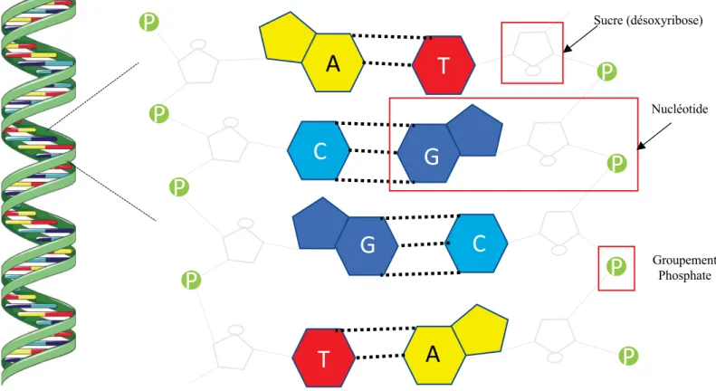 Figure 1 : La double hélice d’ADN.