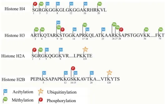 Figure 13 : Liste des modifications post-traductionnelles sur les quatre histones canoniques.