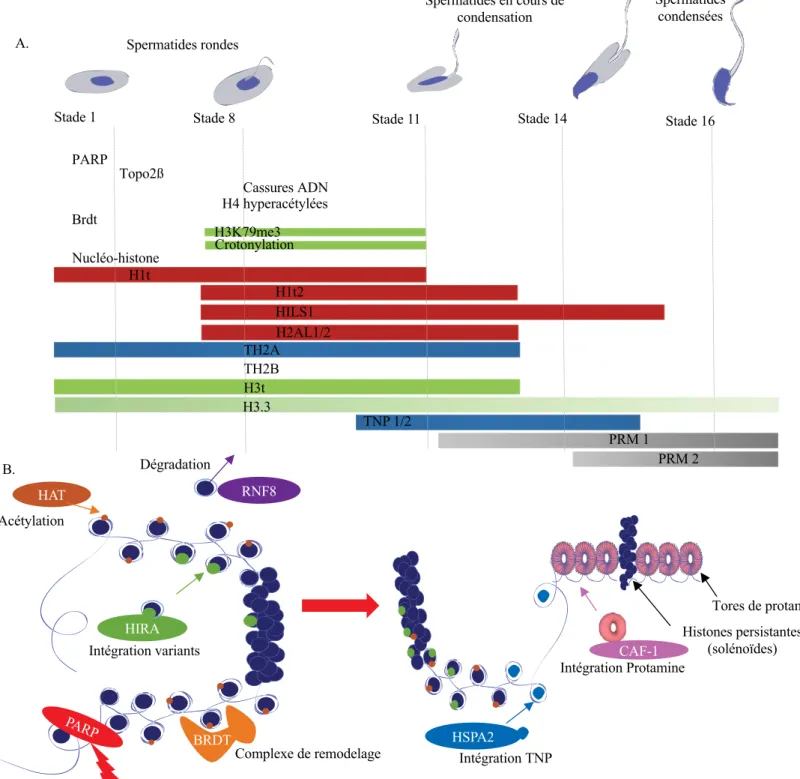 Figure 14 : Résumé des mécanismes de régulation de la transition histone-protamine.