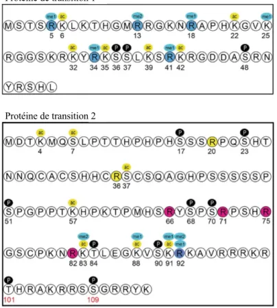 Figure 15 : Séquence en acides aminés des protéines de transition 1 et 2.