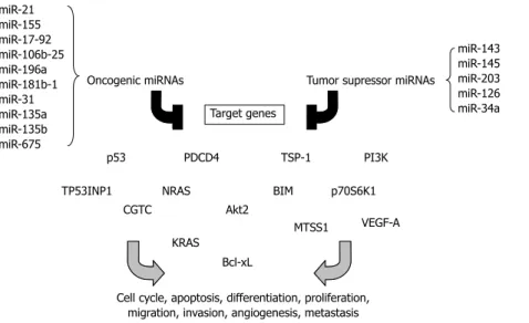 Figure 2  Overview of “oncogenic” and “tumor suppressor” microRNAs related to colorectal cancer described in this review, their targets and different  carcinogenesis pathways in which they have been implicated