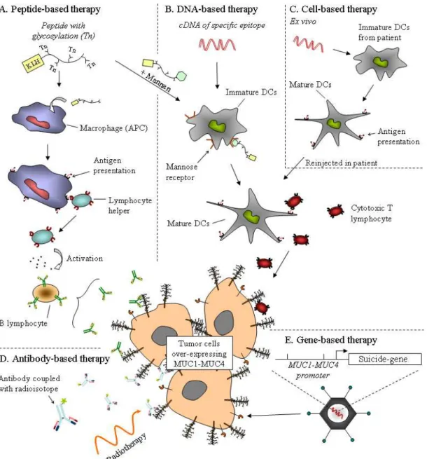Figure 2. Strategies for mucin-based therapies already used in phase trial. The aim of  antigen-based therapy, by the use of a peptide or a cDNA derived from mucin epitopes, is  to activate the immune system against tumor cells overexpressing the mucin