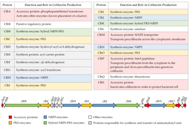 Figure 2. Organization of the pks island. Adapted from Reference [2].