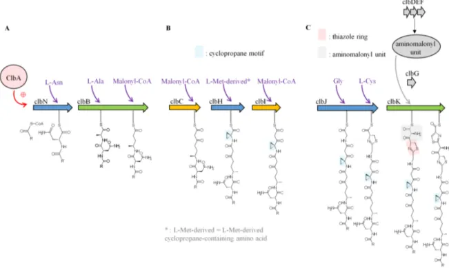 Figure 3. Schematic representation of colibactin biosynthesis. Adapted from Reference [39]