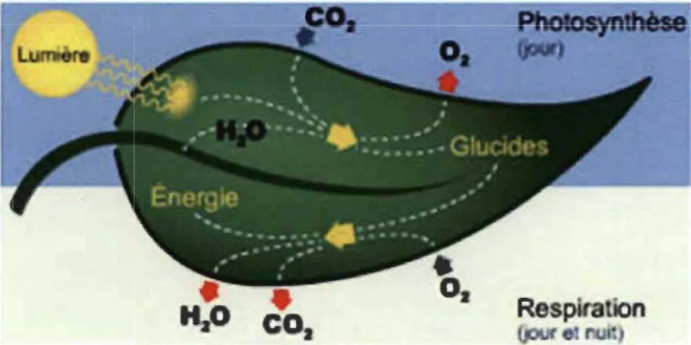 Figure 1.1:  Représentation  artistique  de  la  photosynthèse  dans  une  feuille  présentée  d' une manière simplifiée (tiré du Ricoud, 1997)