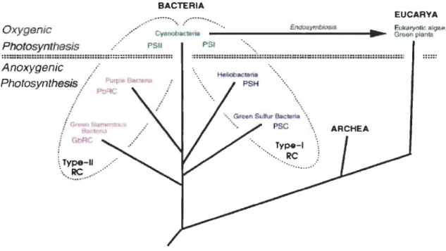 Figure 1.3:  Représentation  générale  des  centres  réactionnels  des  complexes  photosynthétiques  connus  parmi  les  phyla  des  eubactéries  et  des  plantes  (Schubert et al