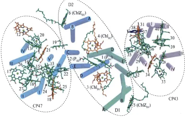 Figure 1.5:  Organisation  de  35  chlorophylles  dans  un  monomère  du  PSII.  Le  centre  des  atomes  de  magnésium est  coordonné  par  l'eau,  représenté  en orange