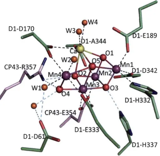 Figure 1.7:  Structure  du  complexe  du  MI4CaOs et les  ligands  de  son environnement