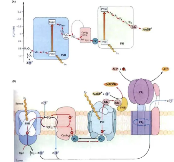 Figure 1.11:  (A) Représentation schématique du potentiel redox (valeurs moyennes de  Em)  de  chaque  transporteur  d'électrons  dans  la membrane  de  thylacoïde