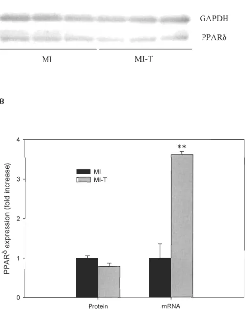 Figure  5-1.  Effect  of  GW0742  on  left  ventricular  PPARô  protein  and  mRNA  expressions  post-MI  in  rats