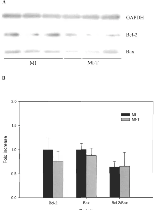 Figure  5-3.  Effect of GW0742 on Bax and Bcl-2 protein expression and Bcl-2/Bax ratio  post-MI