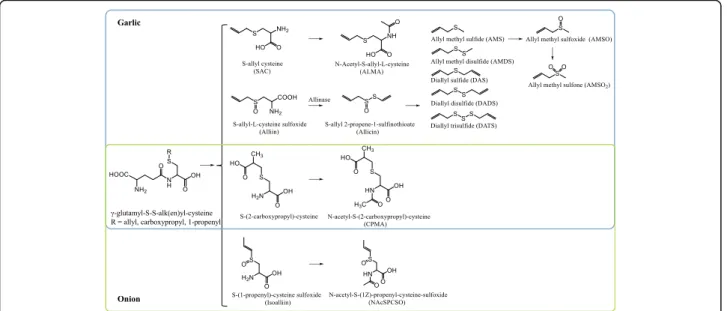 Fig. 2 Organosulfur compounds in Allium vegetables and their metabolites in humans