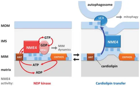 Figure 1 Dual function of NME4/NDPK-D in bioenergetics and mitophagy. Left: in healthy mitochondria, hexameric NME4 complexes interact with MIM (via CL binding) and OPA1, in close proximity of adenine nucleotide translocase (ANT)