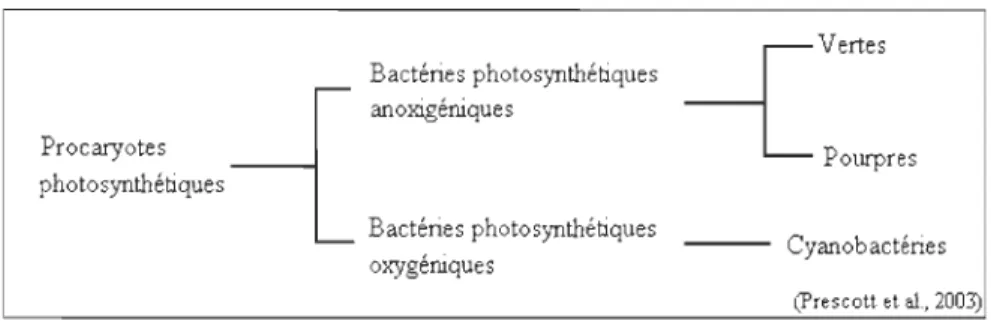 Figure 1.1:  Classification  des  procaryotes  photosynthétiques,  dont  font  partie  les  cyanobactéries (Prescott, 2003) 