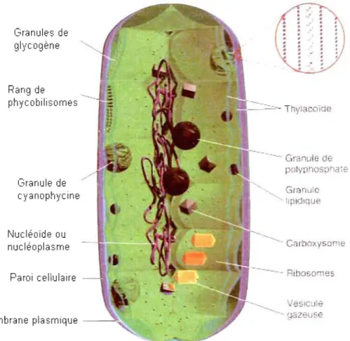 Figure 1.2:  Structure  d'une  cellule  de  cyanobactérie  (Prescott  et  al.,  2003)