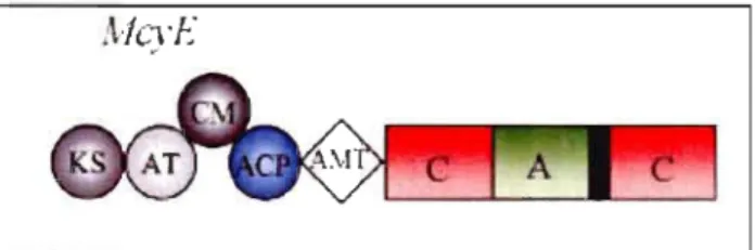 Figure 3.3:  Complexe enzymatique McyE.  Les  PKS  sont schématisés par des  cercles  et  les  NPRS  par des  rectangles