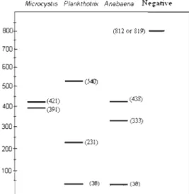 Figure 4.2:  Theoretical  restriction  profiles  obtained  after  alignment  of sequences  from  the  mcyE  gene  (Table  4.2)