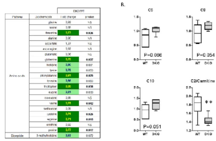 Figure  1.  A)  Heat  map  of  free  amino  acids  fold  change  values between WT and DKO aged-muscle