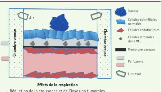 Figure 2. La puce poumon. Les cellules tumorales reposent sur une monocouche de cellules épi- épi-théliales de poumon non transformées, qui est au contact d’une matrice extracellulaire (MEC)  enrichie en fibroblastes normaux