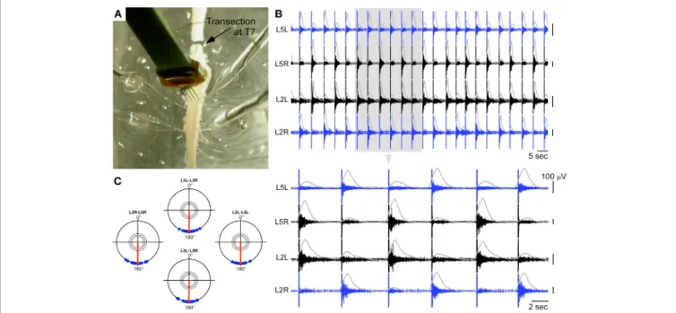 FIGURE 4 | Hybrid experiment in the case of a spinal cord transected at T7. (A) Picture of the experiments showing the transection, the 4 ventral root recordings, and the neural probe used to deliver ISMS