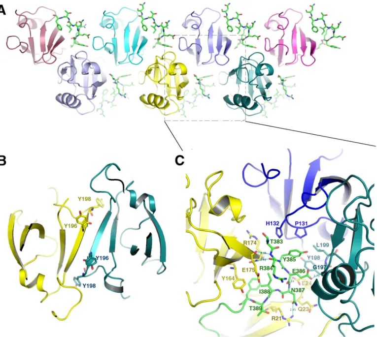 FIGURE 5. Golgin45 acts as molecular glue promoting the oligomerization of GRASP55 through PDZ2 domain
