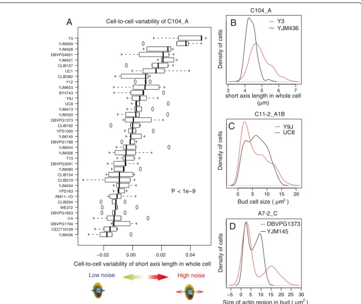 Figure 6 Wild strains display different levels of noise in single-cell traits. A) The ‘ Noise ’ level of trait C104_A (short axis length of whole cell at G1) corresponds to the residuals of the lowess regression shown in Figure 5D
