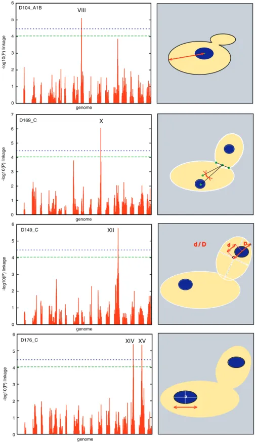 Figure 3. Examples of QTL Mapping of Morphological Traits