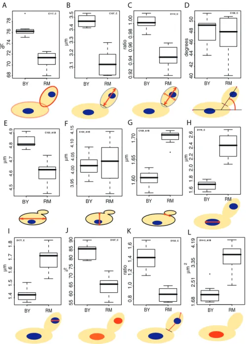 Figure 1. Representative Morphological Differences between BY and RM