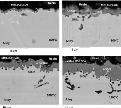 Fig. 3. SEM cross sections showing the  morphology on the Phynox specimens oxidized at 800,  900, 1000, 1100°C, in air, after 24 hours (BSE)