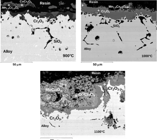 Fig.  5.  SEM  cross  section  showing  the  morphology  on  the  Phynox  specimens  after  20  +  4  h  thermal cycling in air