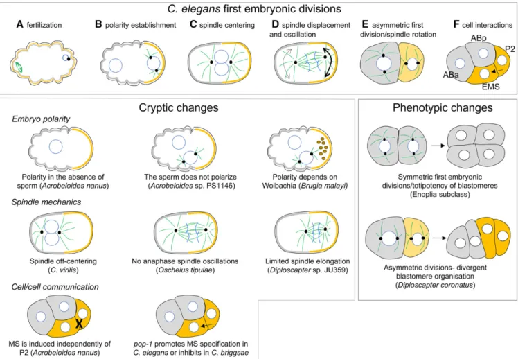 Figure 2 First embryonic cell divisions in C. elegans and variations in other species