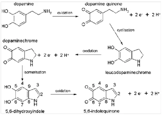Fig. 1: Succession of electrochemical and chemical pathways leading from dopamine  to  5,6-dihydroxyindole  and  5,6-indolequinone,  the  building  blocks  of  eumelanins  and  of  polydopamine
