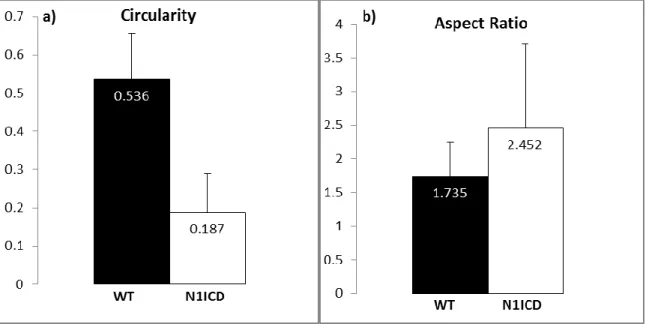 Figure 6 Shape metric comparison of wild-type and N1ICD murine ventricular endocardial cells