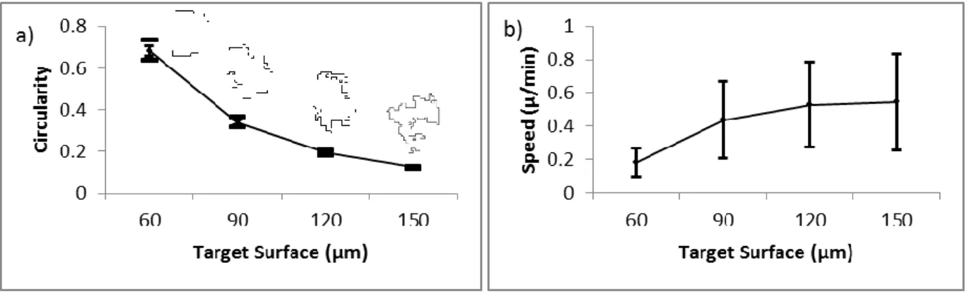 Figure 7 a) Circularity of simulated cells falls with increasing Target Surface. b) This is accompanied by increased speed  (and hence motility)