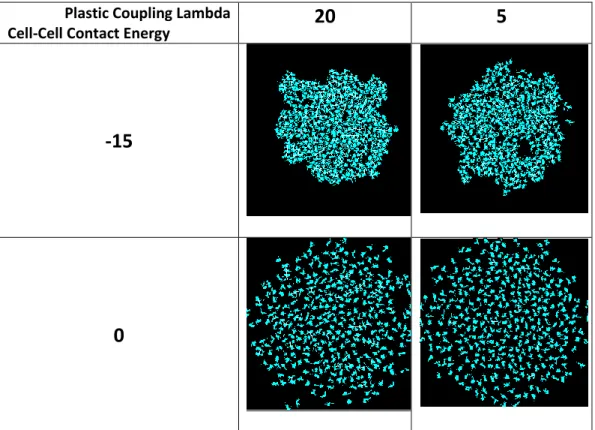 Figure 9 Cells with fibroblastic morphology. Simulation snapshots at 50000 MCS, for different levels of plastic coupling  lambda [20, 5] and cell-cell contact energy [-15, 0]