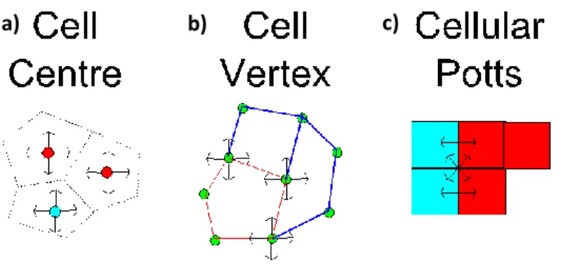 Figure 2 a) Cell centre, b) Cell vertex and c) Cellular Potts model representations. 