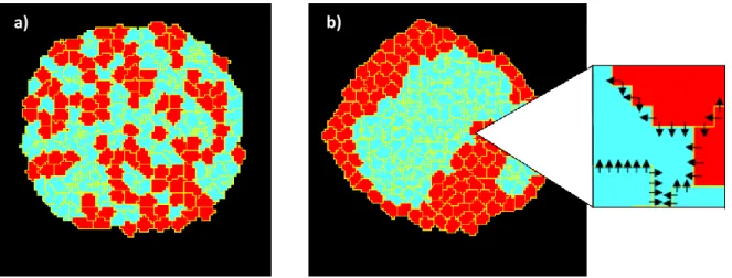 Figure 3 Cells interact at their surfaces (adjacent lattice sites) in cellular Potts models