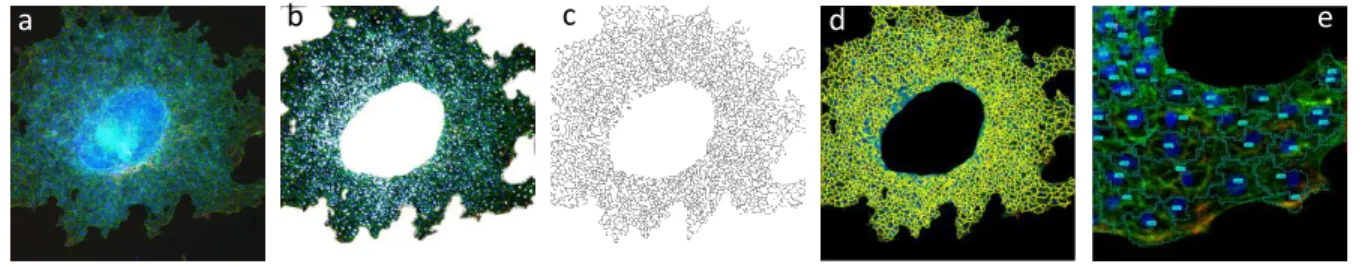 Figure 4 Image processing workflow in ImageJ for wild-type cells. a) Starting image b) Nuclei extracted and overlaid in  white, background removed