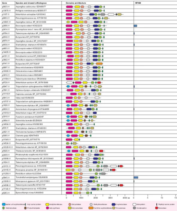 Figure 2.  Overview of PKS genes and their protein domains in genome of marine Calcariosporium genome