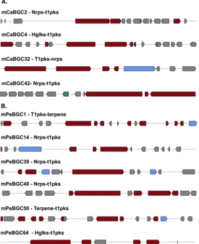 Figure 5.  Genomic locations of hybrid biosynthetic gene clusters encoding genes in marine fungal genomes