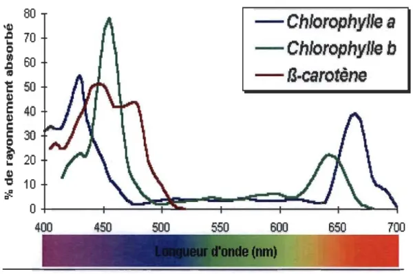 Figure 1.5 :  Spectre d'absorbance des pigments photo  synthétiques en solution. 